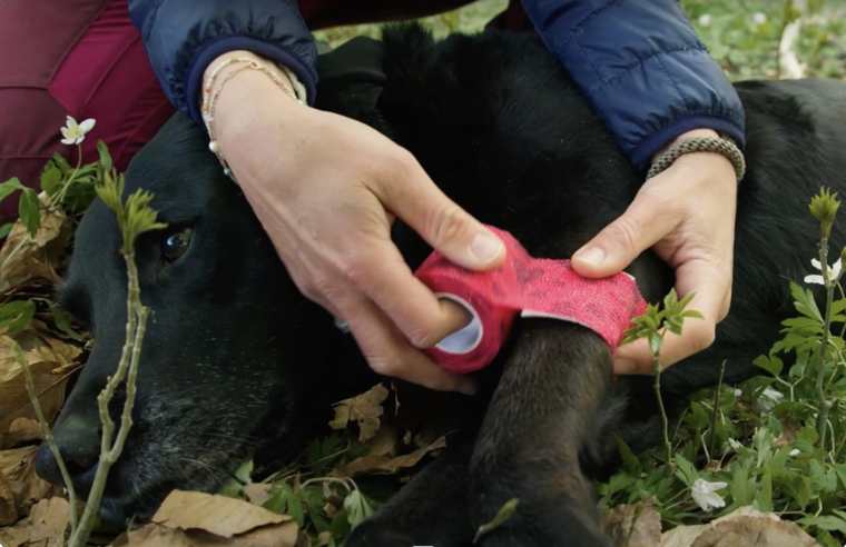 Julie Pio Hund (2) (1)
